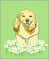 Kim Myunghye 笑う犬のカード