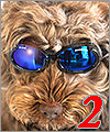 犬用ゴーグルILS2